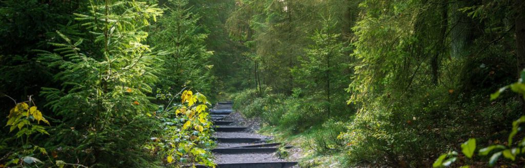 Das Bild eines Waldweges