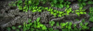  Ein Stamm mit Blättern als Affirmation zur Biografiearbeit 